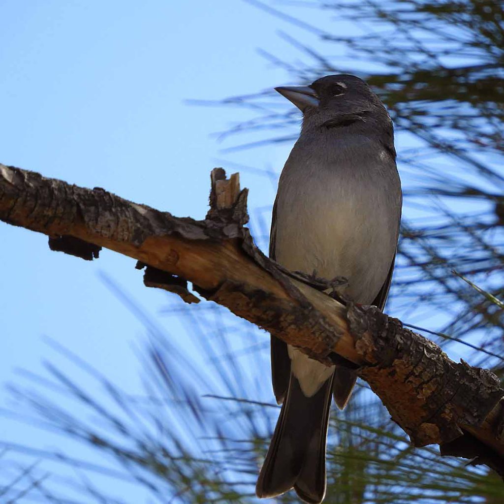 avifauna-canarias