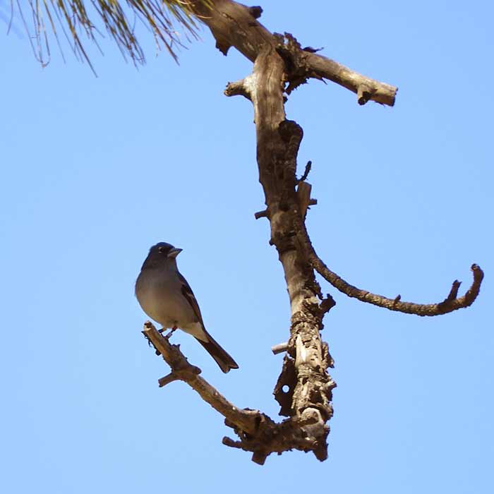 avifauna-grancanaria