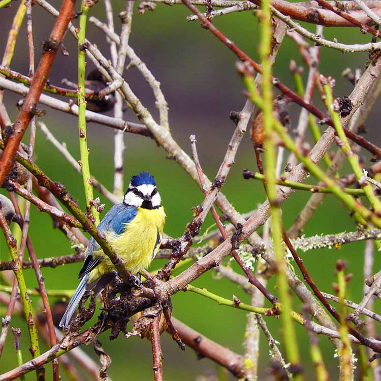 pinzon-azul-gran-canaria